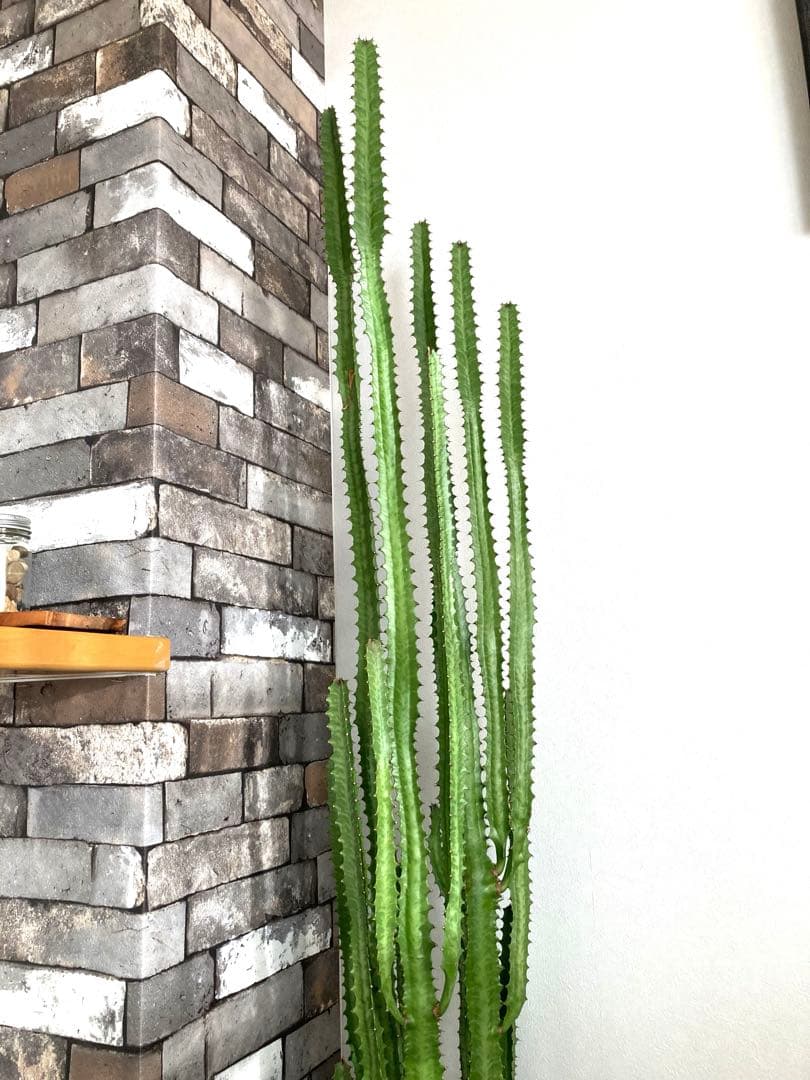 【特大】ユーフォルビア トリゴナ おしゃれ 陶器鉢 観葉植物 多肉植物 手渡し