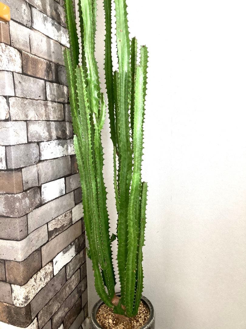 【特大】ユーフォルビア トリゴナ おしゃれ 陶器鉢 観葉植物 多肉植物 手渡し