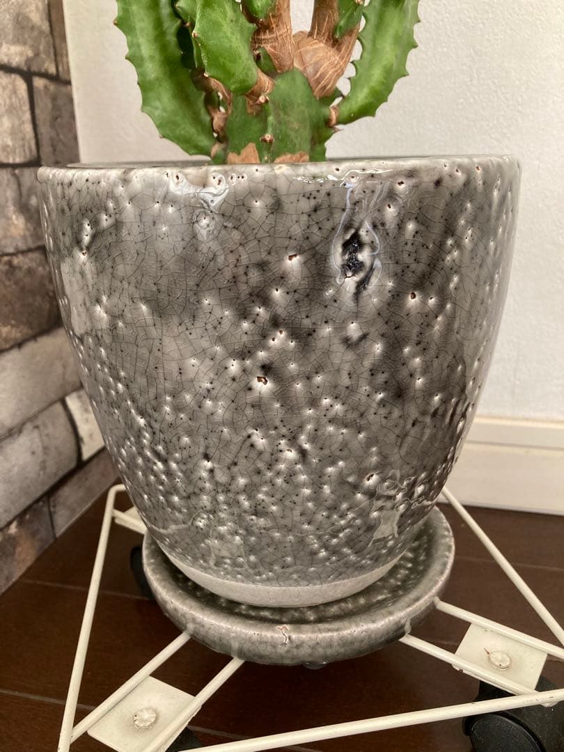 【特大】ユーフォルビア トリゴナ おしゃれ 陶器鉢 観葉植物 多肉植物 手渡し