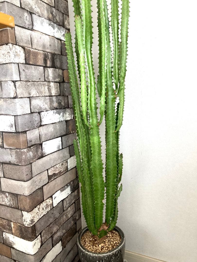 【特大】ユーフォルビア トリゴナ おしゃれ 陶器鉢 観葉植物 多肉植物 手渡し