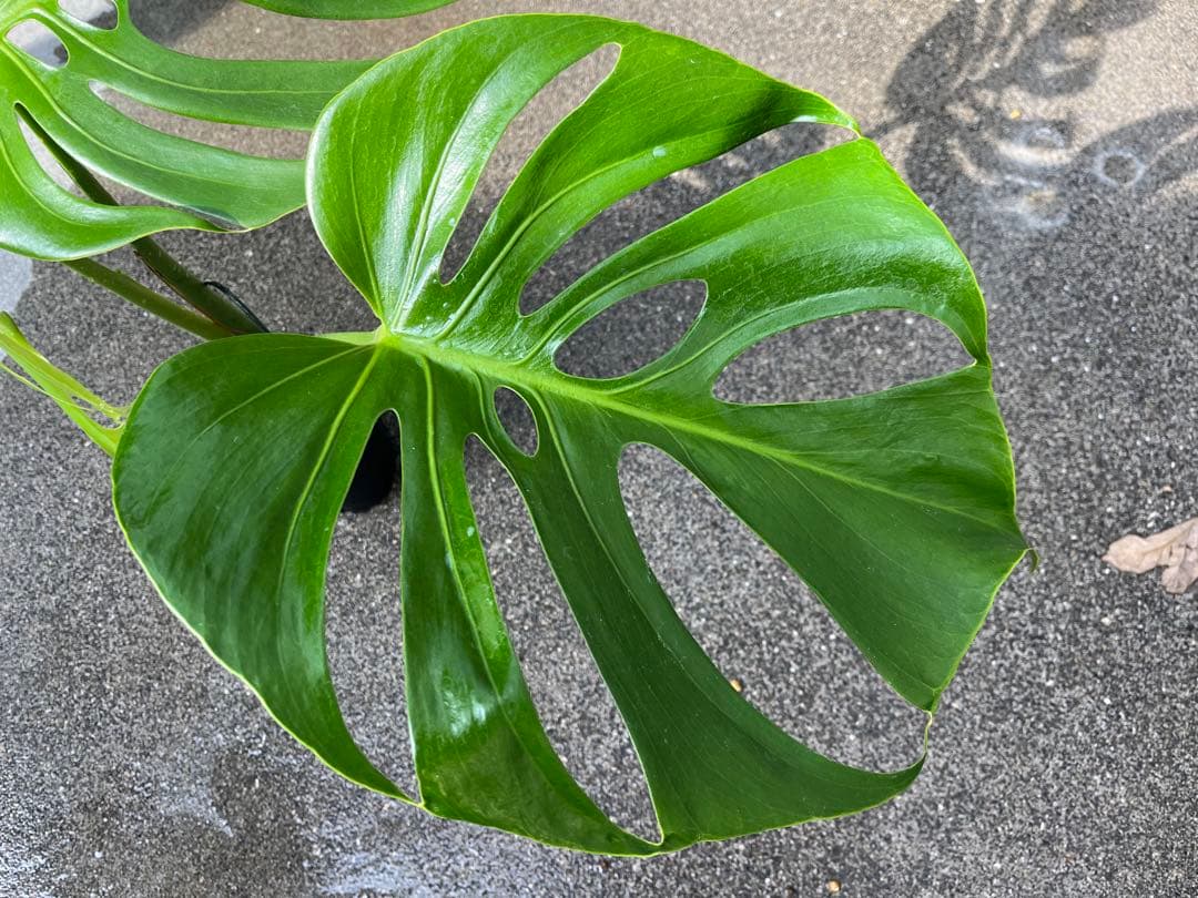 モンステラ デリシオーサ スケルトン 検索 シエラナ ミューテーション 実生