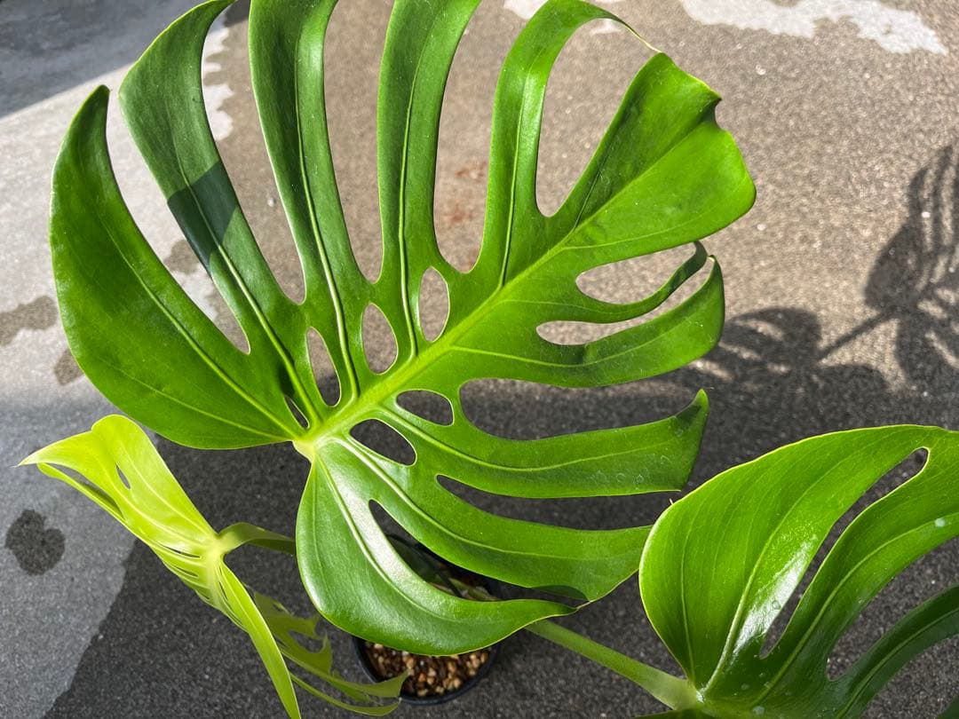 モンステラ デリシオーサ スケルトン 検索 シエラナ ミューテーション 実生