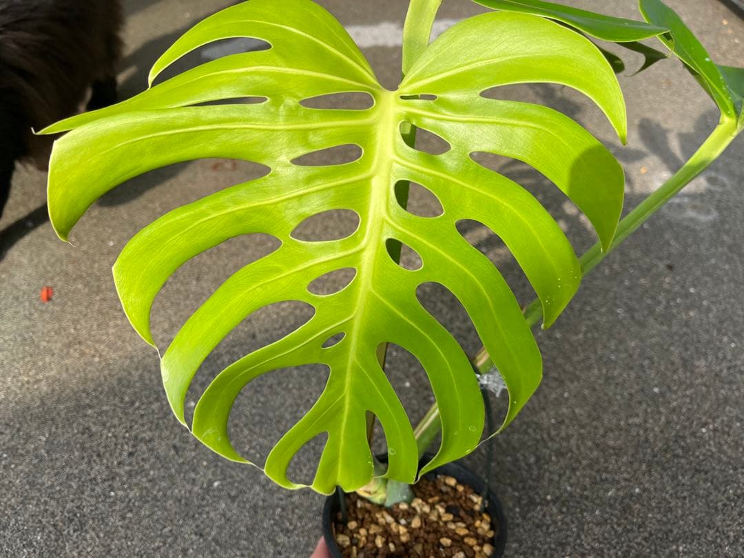 モンステラ デリシオーサ スケルトン 検索 シエラナ ミューテーション 実生