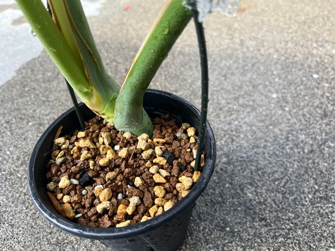 モンステラ デリシオーサ スケルトン 検索 シエラナ ミューテーション 実生