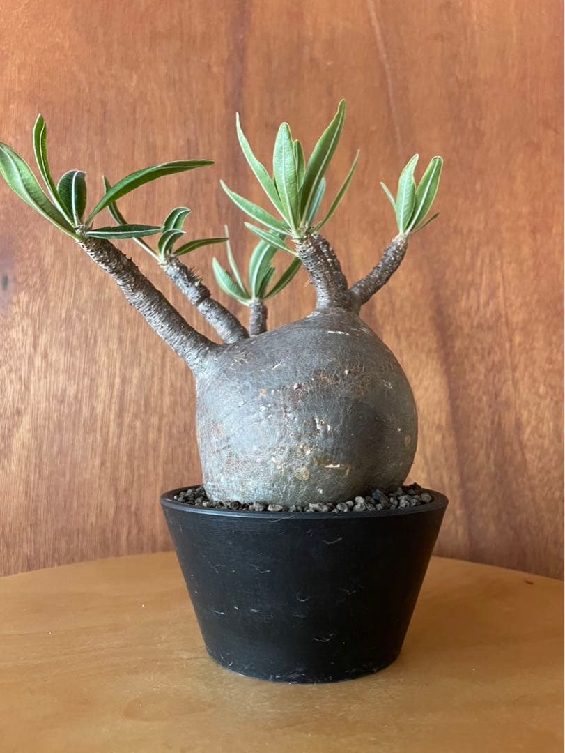 グラキリス　中大　現地球　サンデルシー種子10粒プレゼント