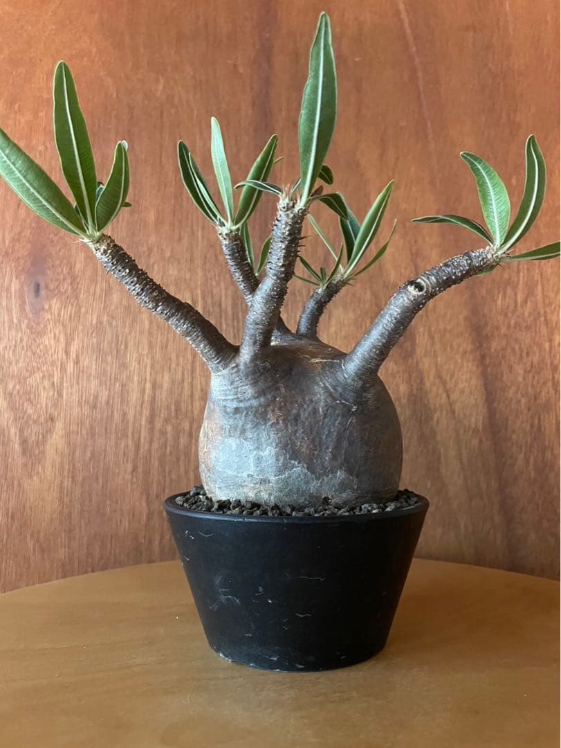 グラキリス　中大　現地球　サンデルシー種子10粒プレゼント