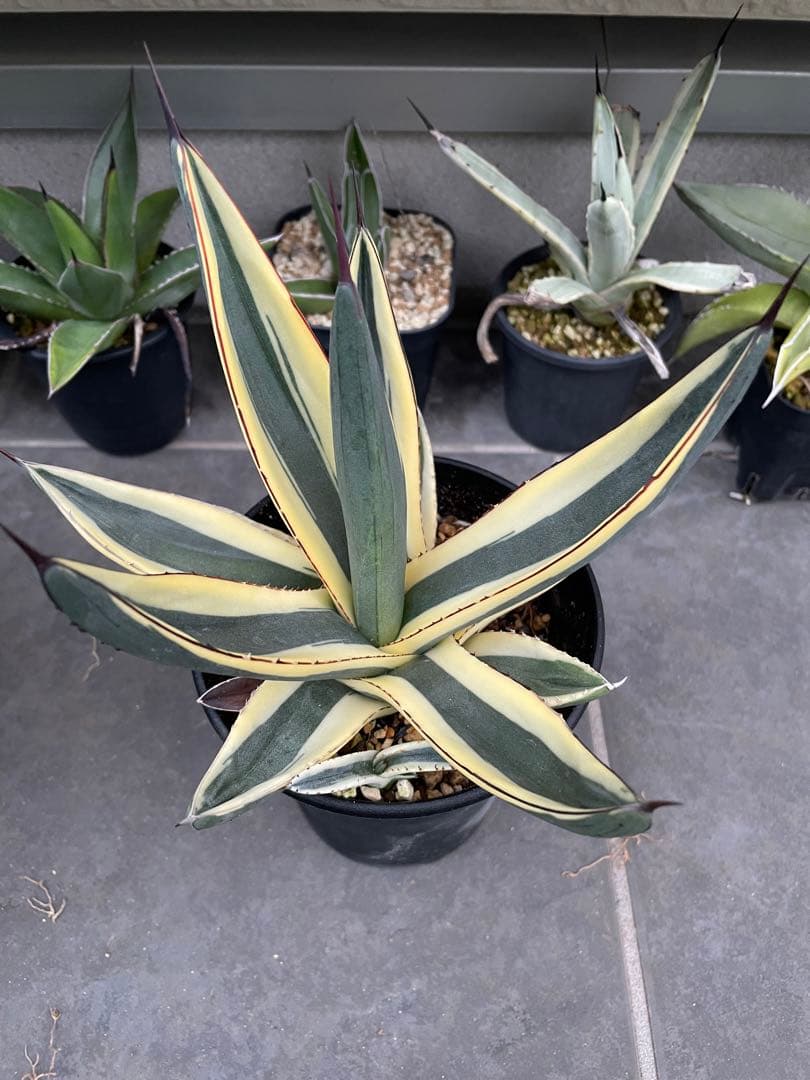 希少】アガベ グレートホワイトシャーク - メルカリ