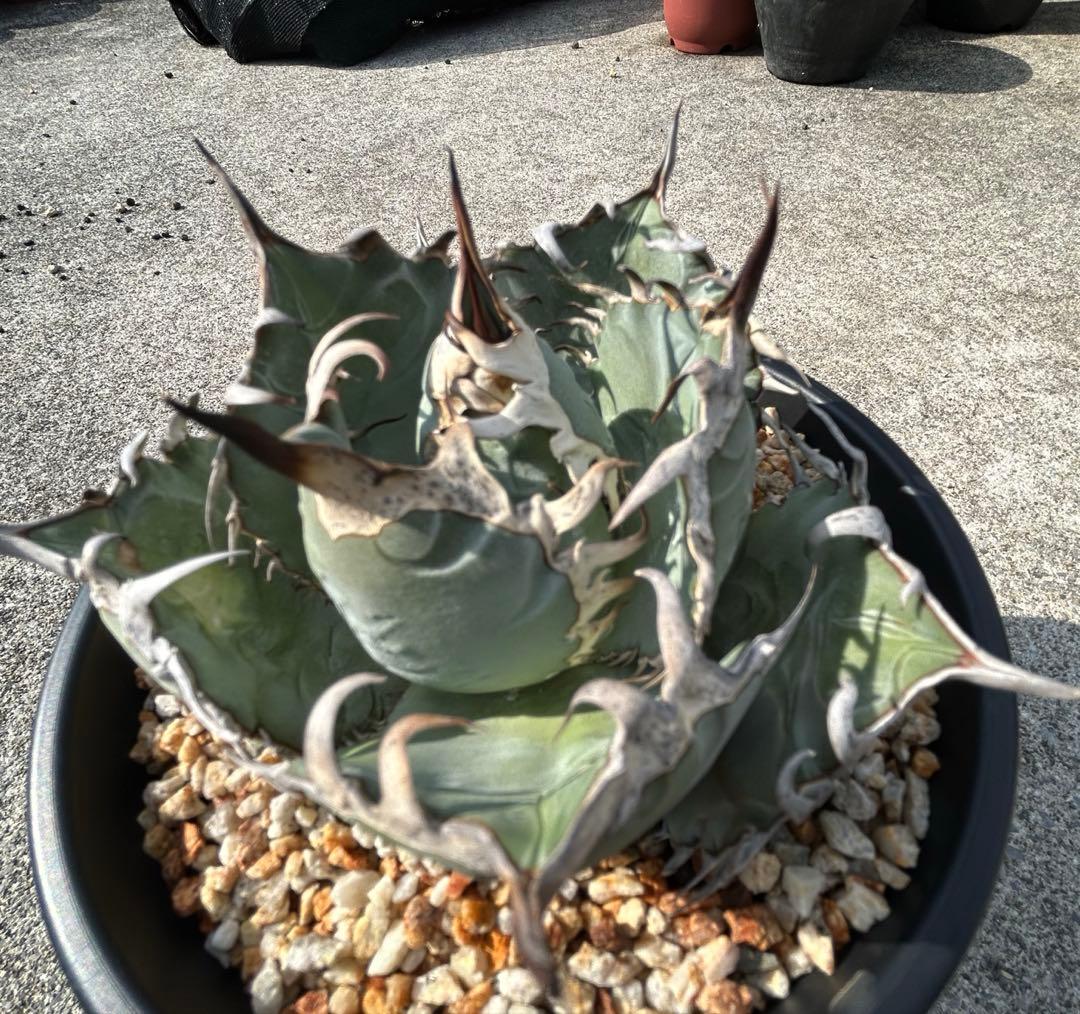 アガベ oaxaca oteroi 青葉 短葉 オアハカ オテロイ