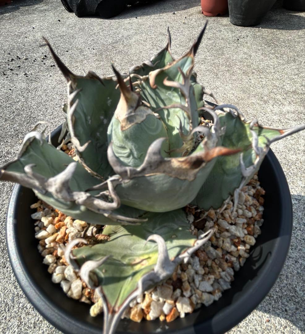 アガベ oaxaca oteroi 青葉 短葉 オアハカ オテロイ