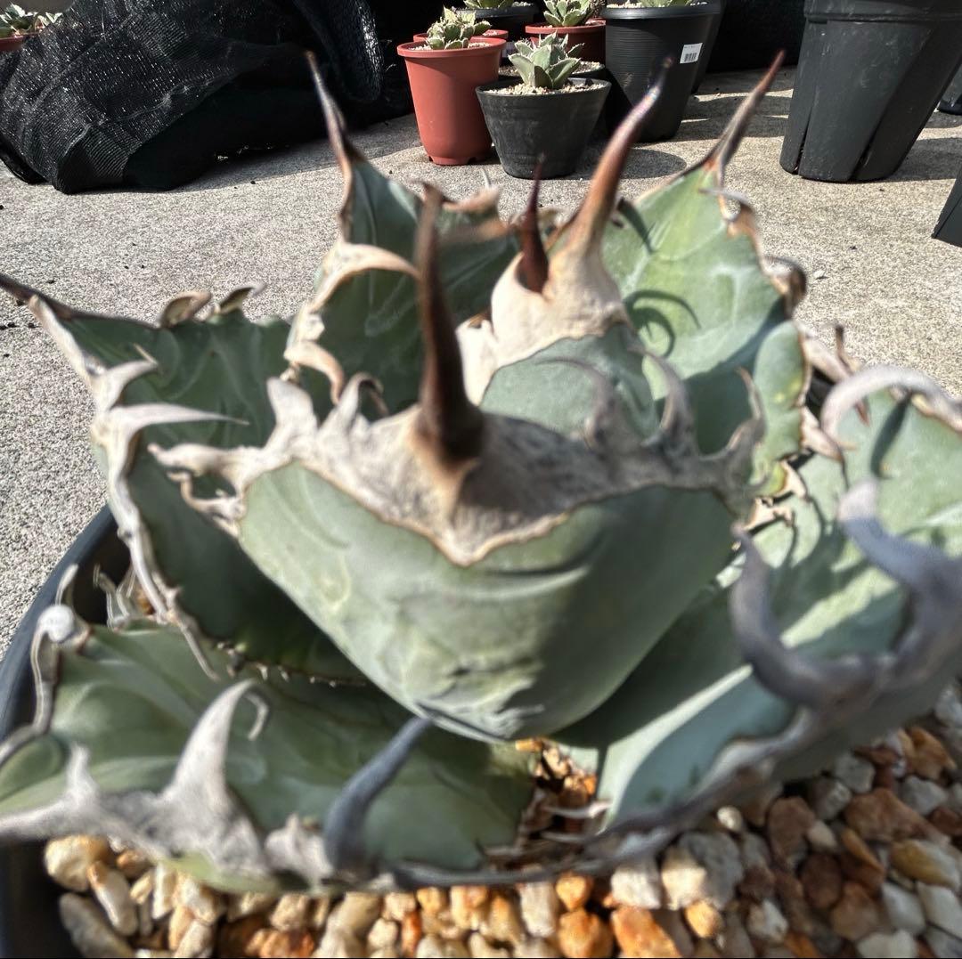 アガベ oaxaca oteroi 青葉 短葉 オアハカ オテロイ