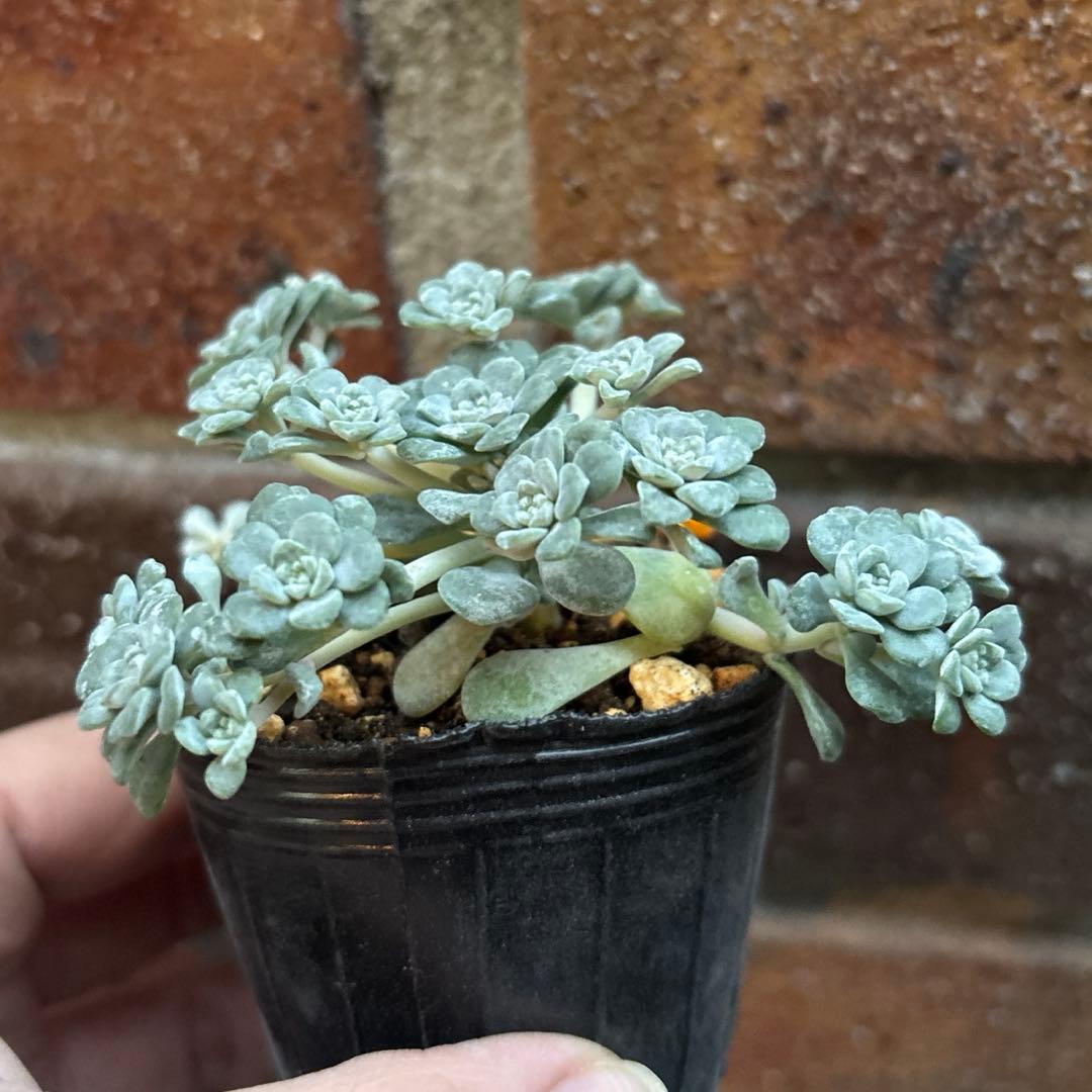 多肉植物♡白雪ミセバヤ♡抜き苗 - メルカリ