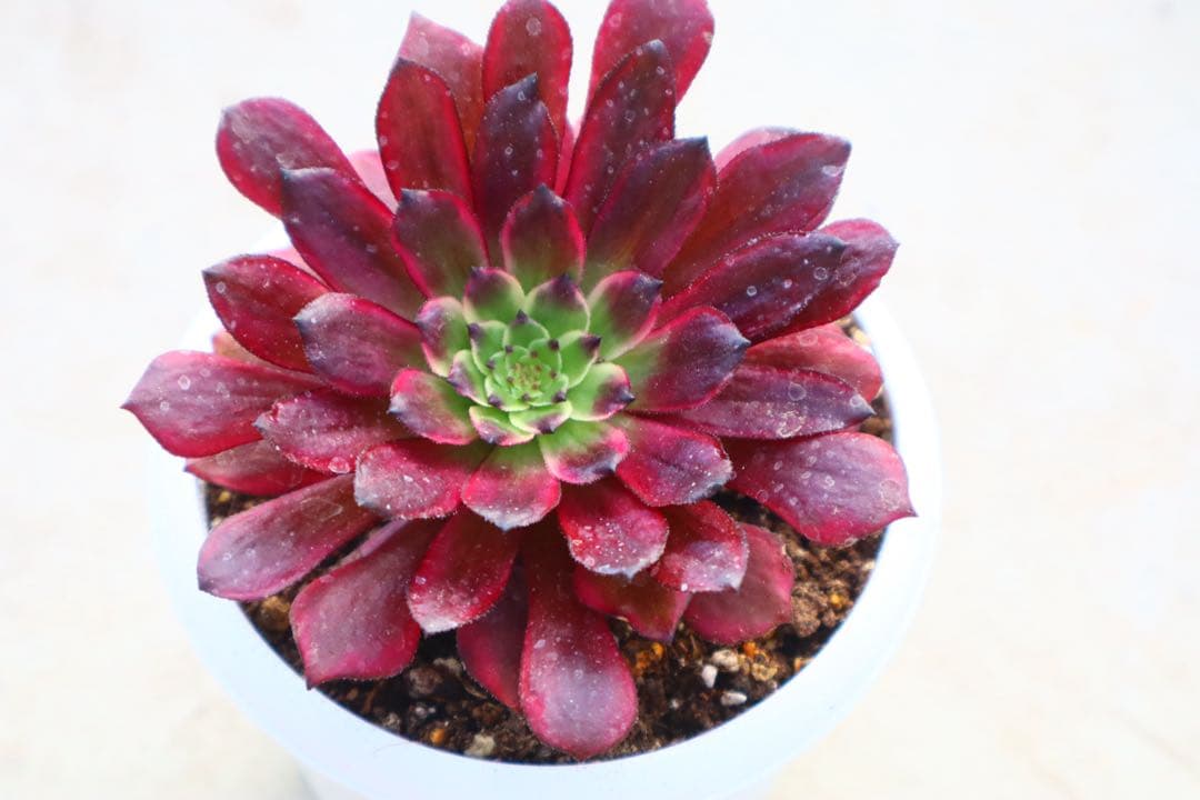 アエオニウム・紫露仙子 - メルカリ