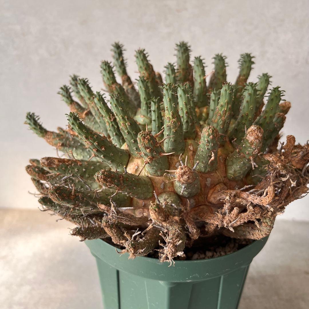 【大株】　ユーフォルビア　フスカ　Euphorbia fusca 発根済み