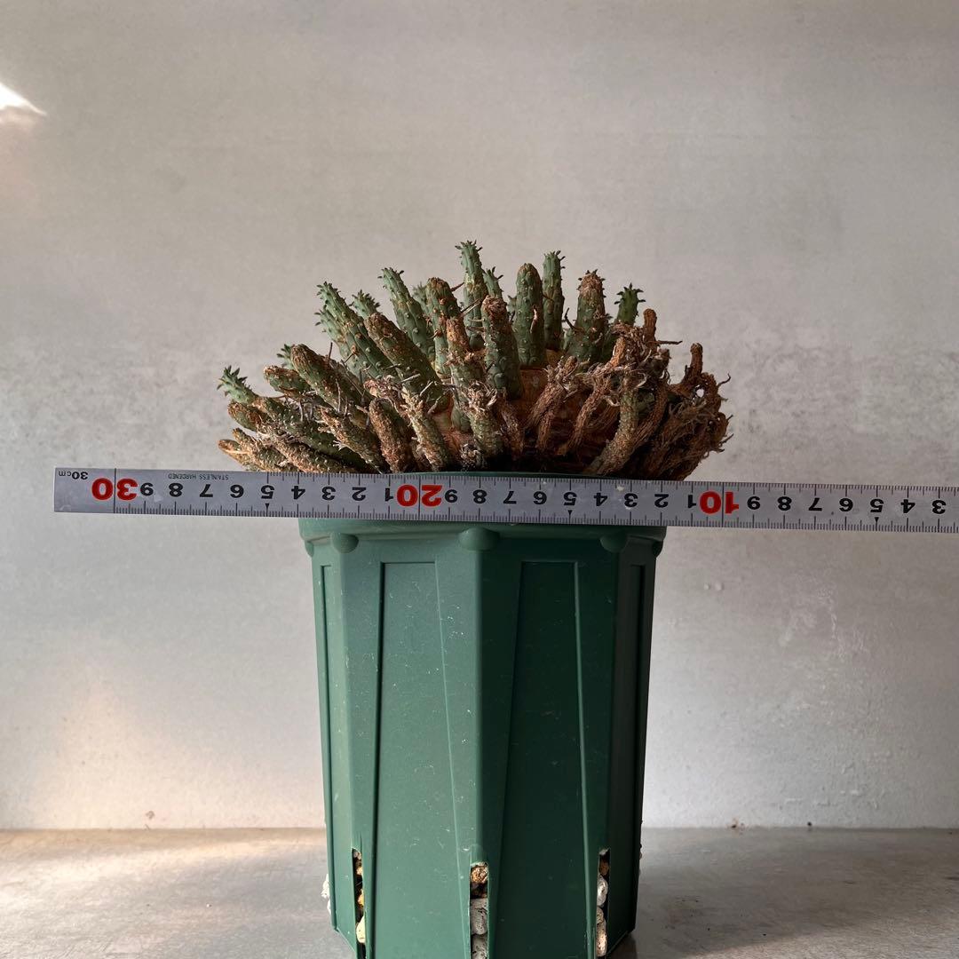 【大株】　ユーフォルビア　フスカ　Euphorbia fusca 発根済み