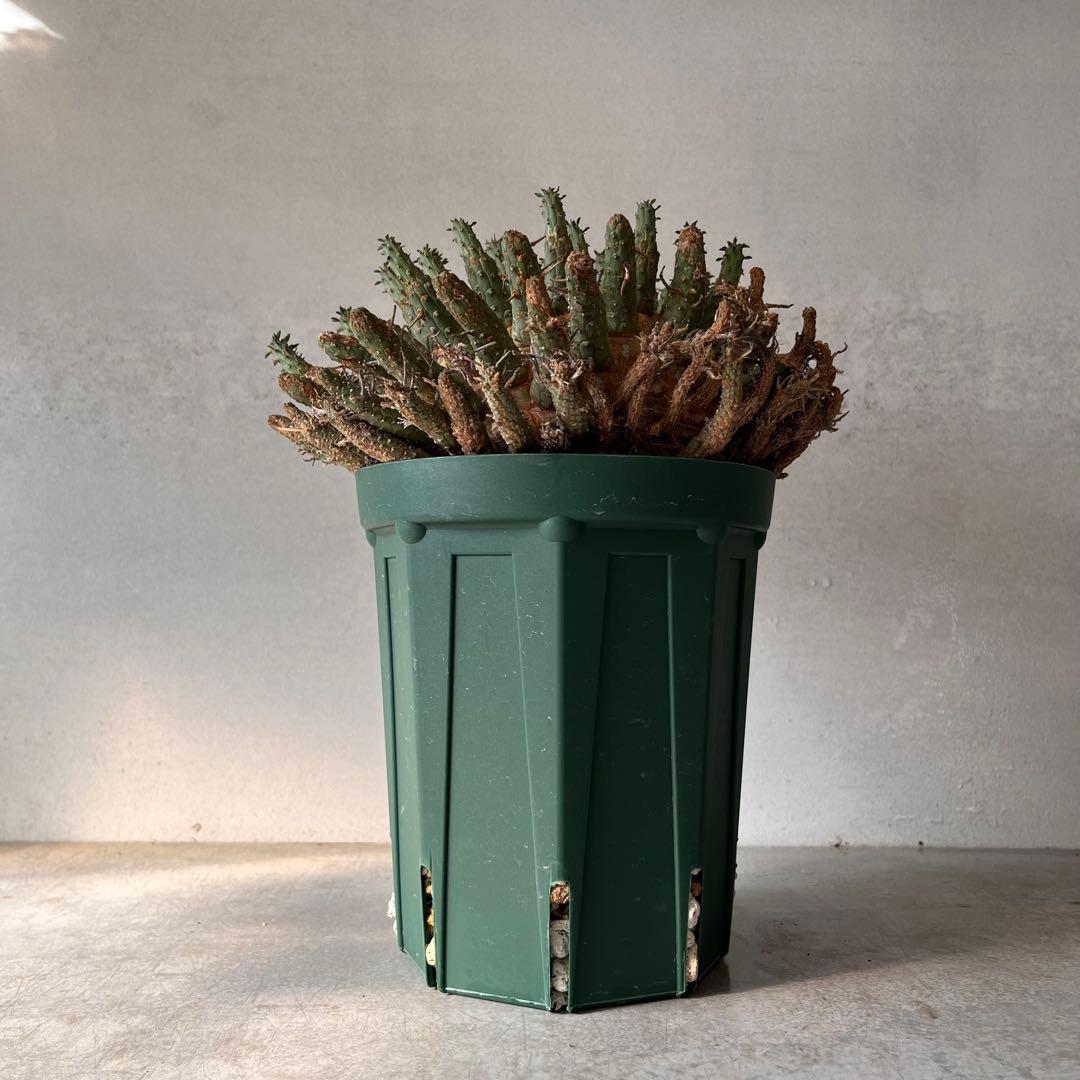 【大株】　ユーフォルビア　フスカ　Euphorbia fusca 発根済み