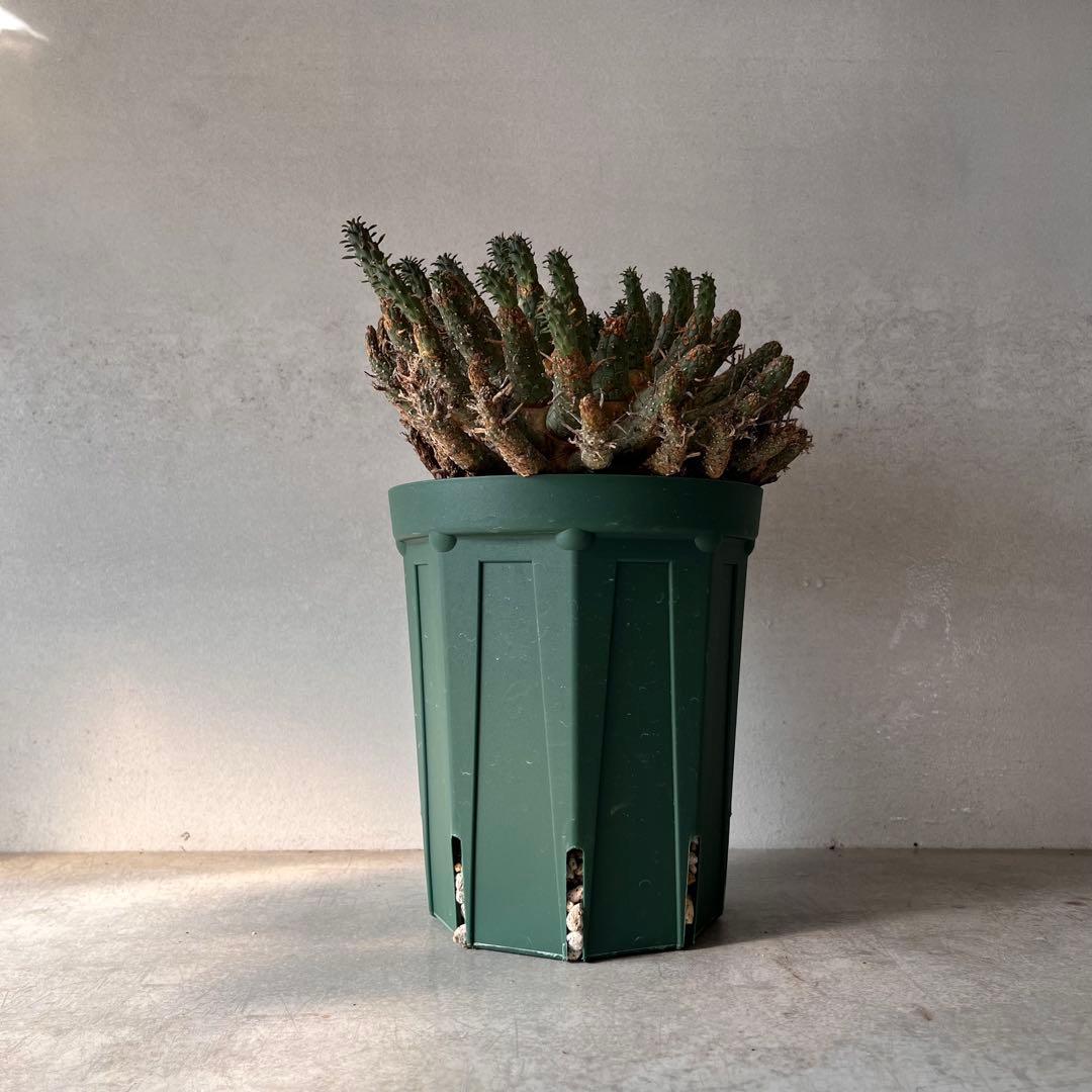 【大株】　ユーフォルビア　フスカ　Euphorbia fusca 発根済み