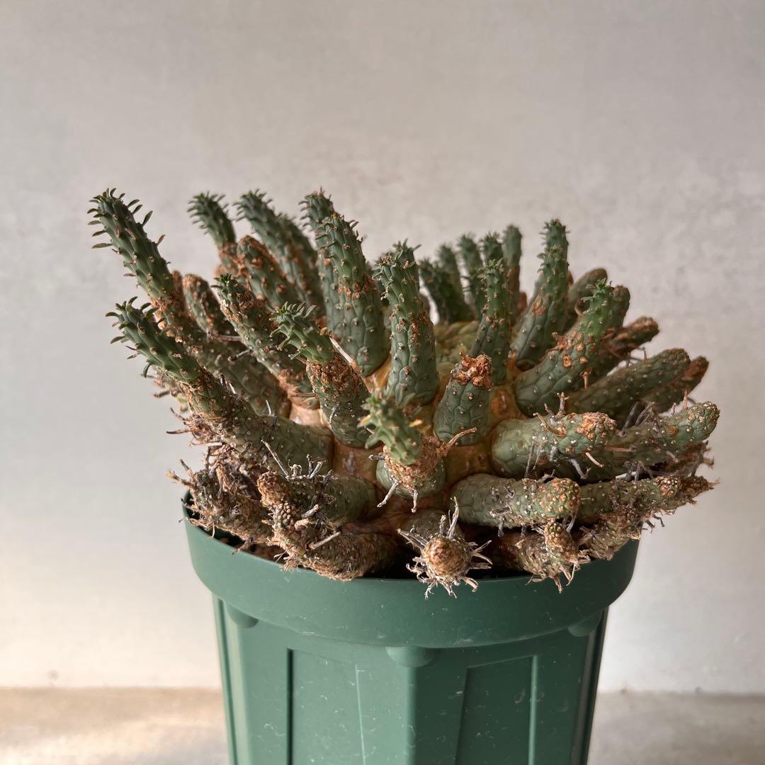 【大株】　ユーフォルビア　フスカ　Euphorbia fusca 発根済み