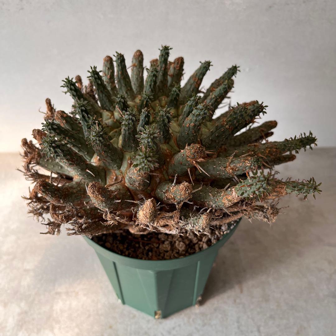 【大株】　ユーフォルビア　フスカ　Euphorbia fusca 発根済み