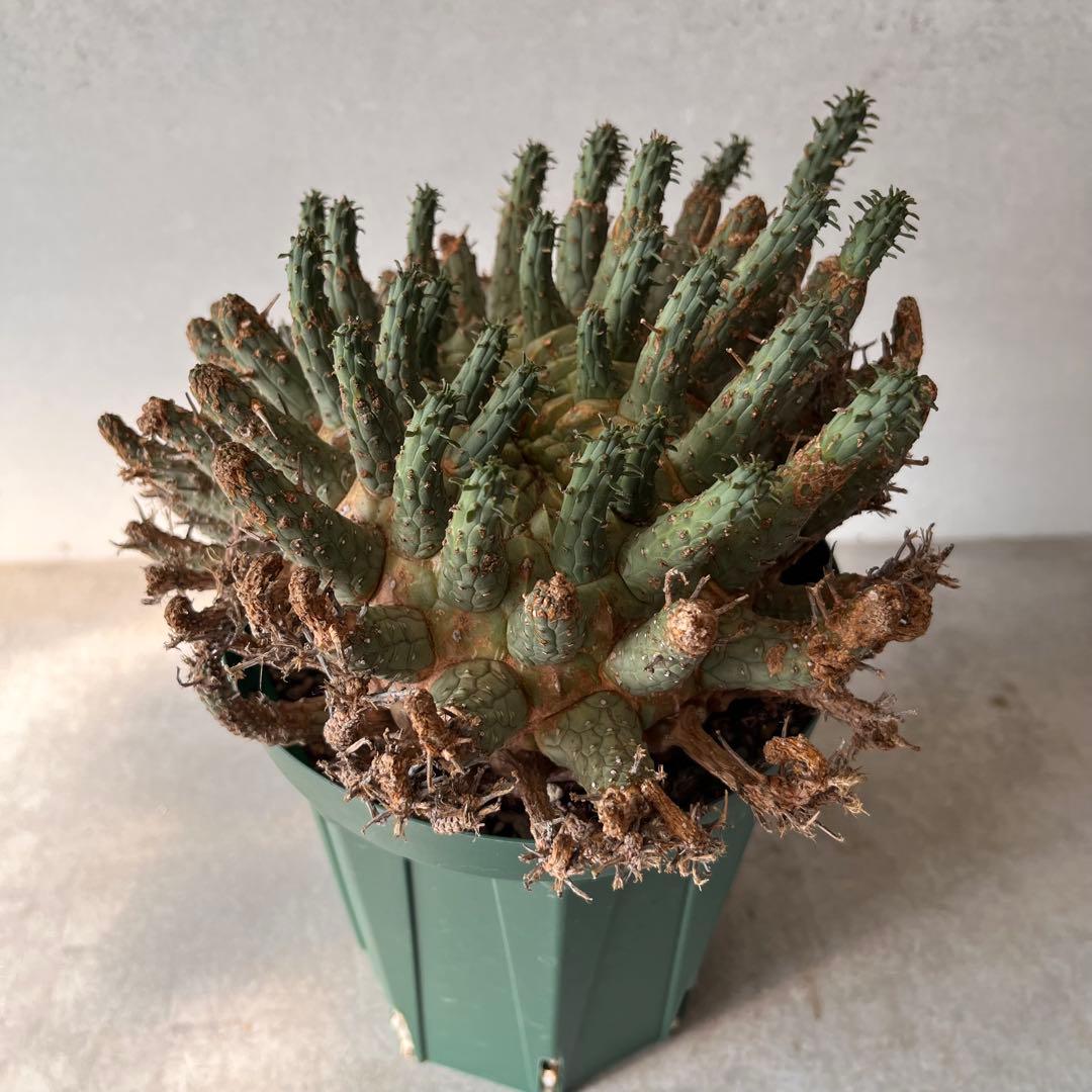 【大株】　ユーフォルビア　フスカ　Euphorbia fusca 発根済み