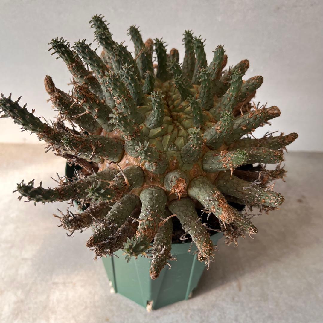 【大株】　ユーフォルビア　フスカ　Euphorbia fusca 発根済み