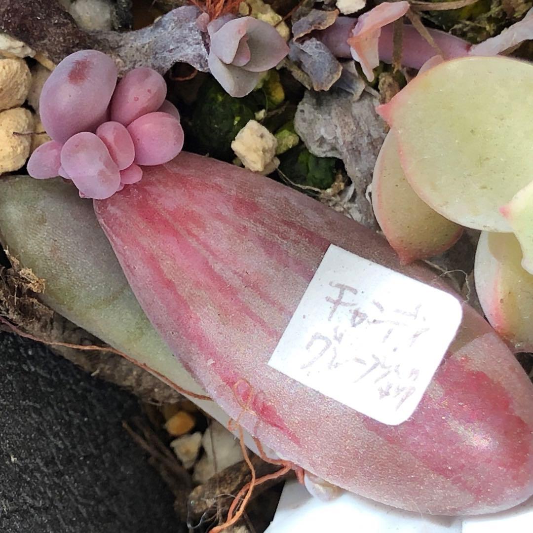 専用‼︎多肉植物^o^ キャンディグレープ錦