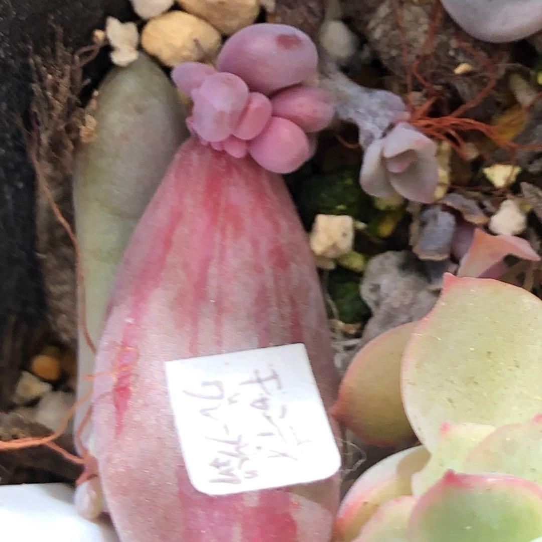 専用‼︎多肉植物^o^ キャンディグレープ錦