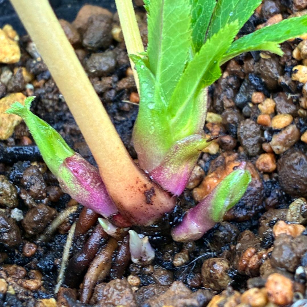 オ*ン様 ☘️蕾付き☘️根パンパン❤️沢山新芽元気株❤️3253⭐️強香⭐️強烈