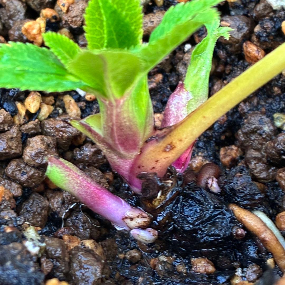 オ*ン様 ☘️蕾付き☘️根パンパン❤️沢山新芽元気株❤️3253⭐️強香⭐️強烈