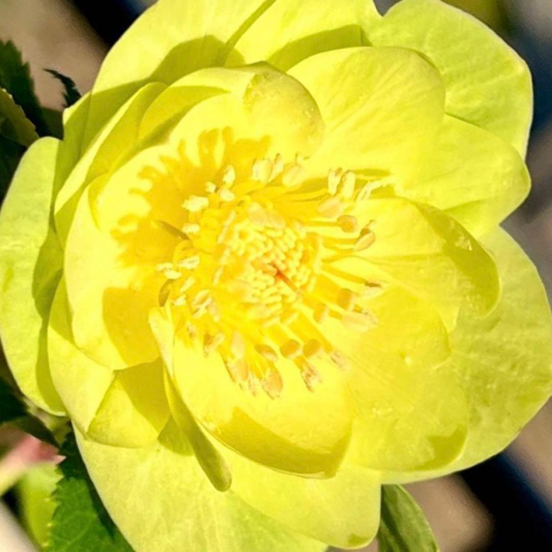 オ*ン様 ☘️蕾付き☘️根パンパン❤️沢山新芽元気株❤️3253⭐️強香⭐️強烈