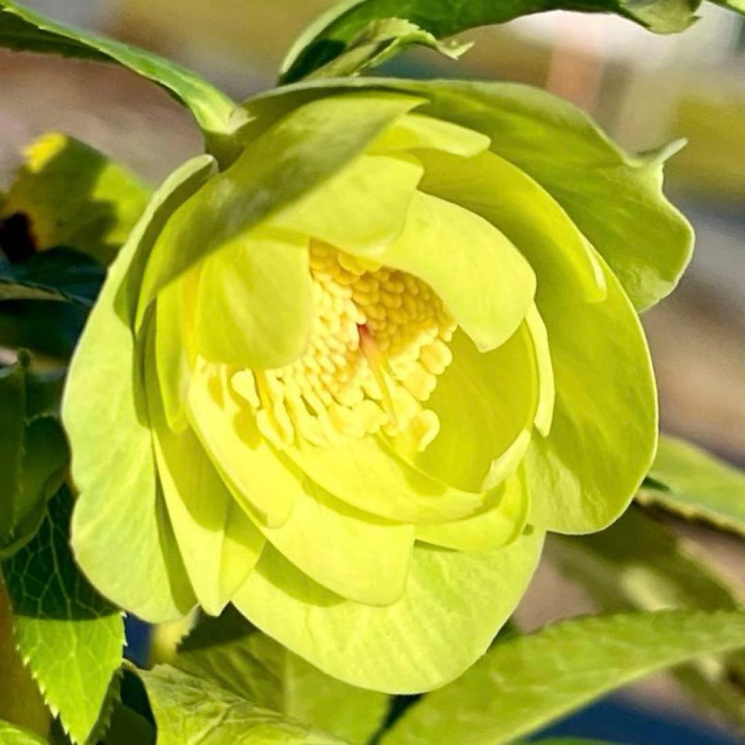 オ*ン様 ☘️蕾付き☘️根パンパン❤️沢山新芽元気株❤️3253⭐️強香⭐️強烈