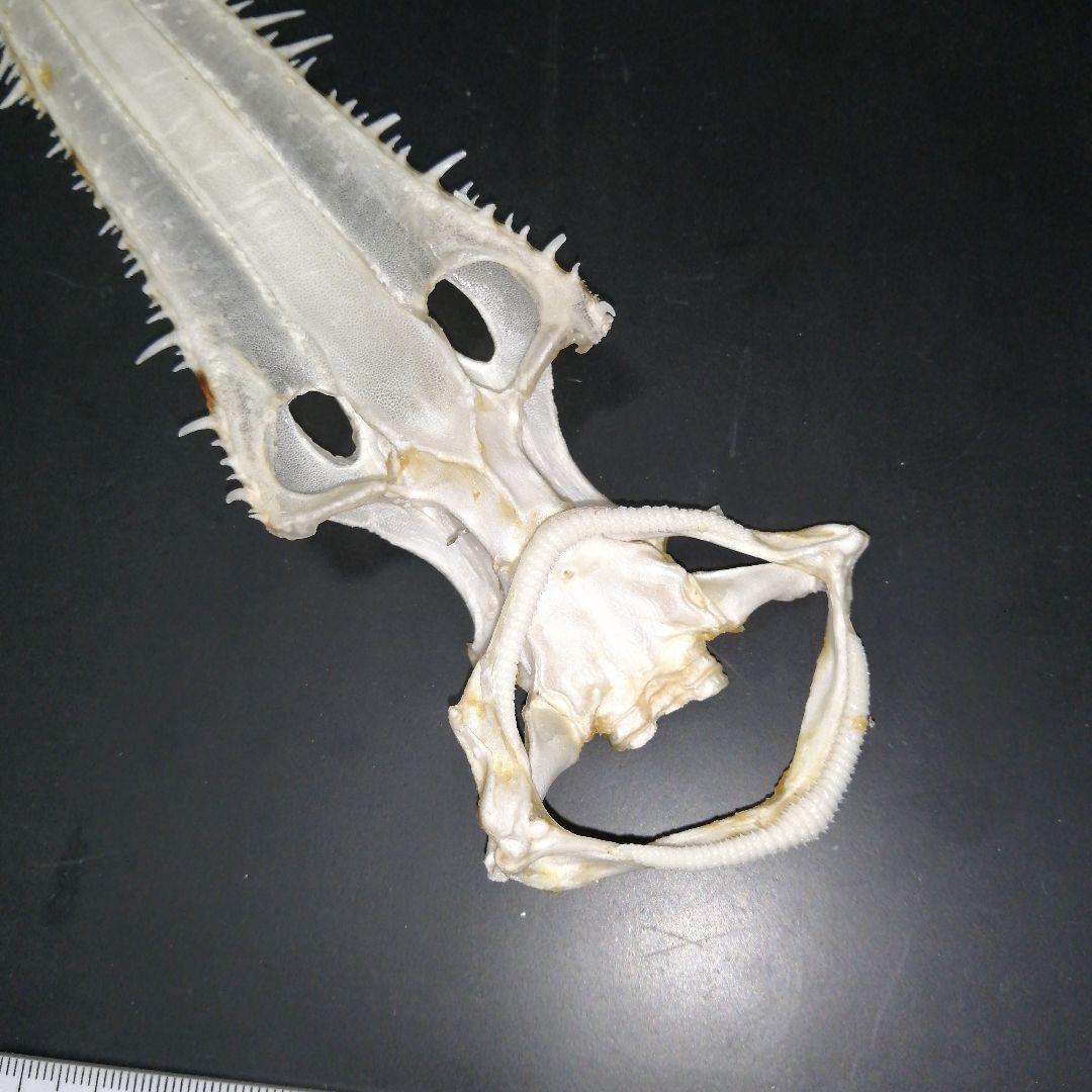 ノコギリザメ 乾燥標本 顎歯 S3 - メルカリ