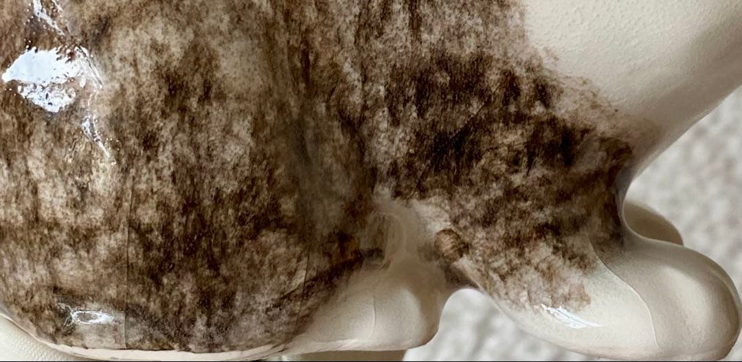 ウィンスタンレイキャット　ケンジントンキャット　丸まり猫　オッドアイ　サイズ2