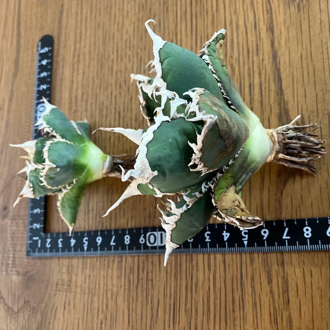 【初売りセット⑧】92 選抜2株　アガベ　白豪刺　狼人　白棘対決　TC【速達】