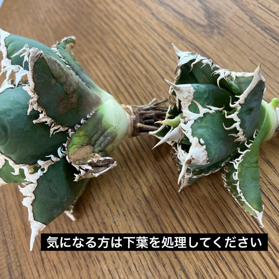 【初売りセット⑧】92 選抜2株　アガベ　白豪刺　狼人　白棘対決　TC【速達】