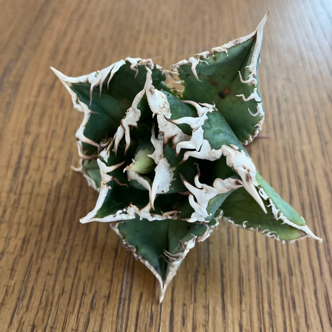 【初売りセット⑧】92 選抜2株　アガベ　白豪刺　狼人　白棘対決　TC【速達】