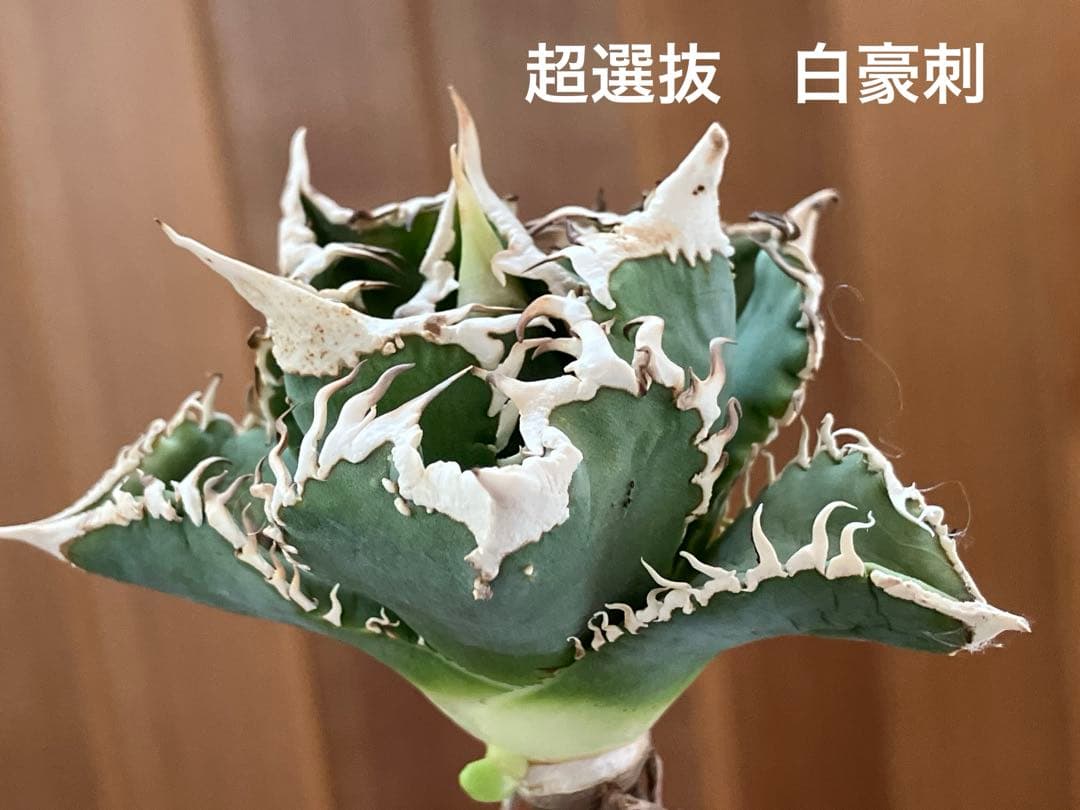 【初売りセット⑧】92 選抜2株　アガベ　白豪刺　狼人　白棘対決　TC【速達】