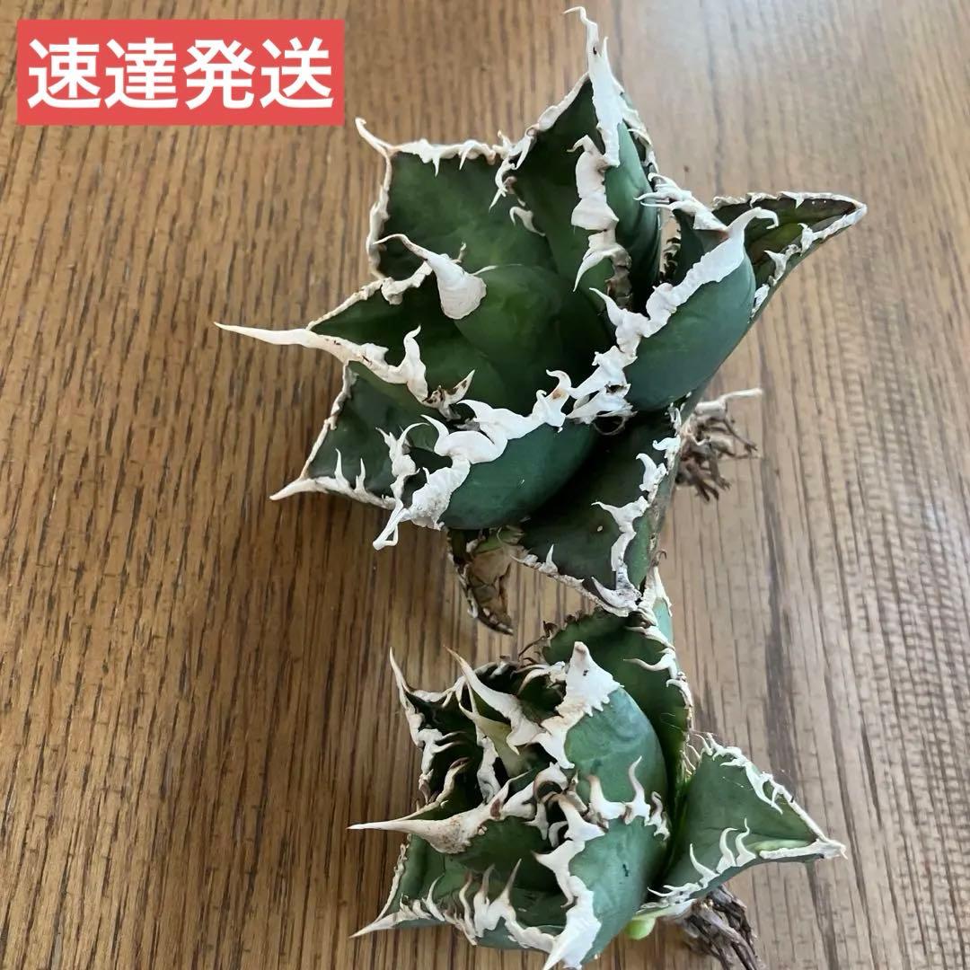 【初売りセット⑧】92 選抜2株　アガベ　白豪刺　狼人　白棘対決　TC【速達】