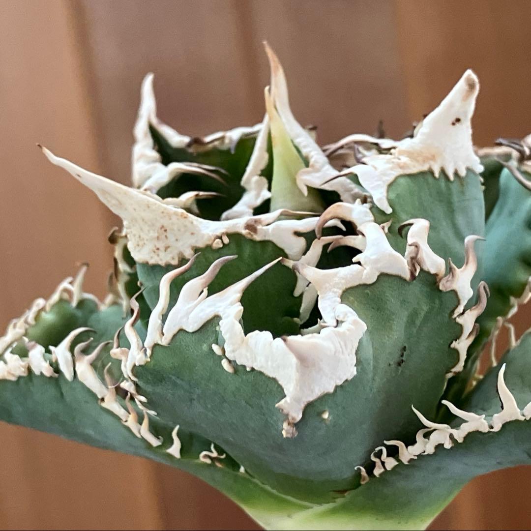 【初売りセット⑧】92 選抜2株　アガベ　白豪刺　狼人　白棘対決　TC【速達】