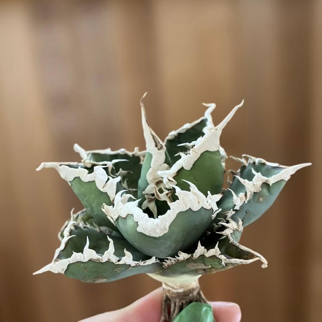 【初売りセット⑧】92 選抜2株　アガベ　白豪刺　狼人　白棘対決　TC【速達】