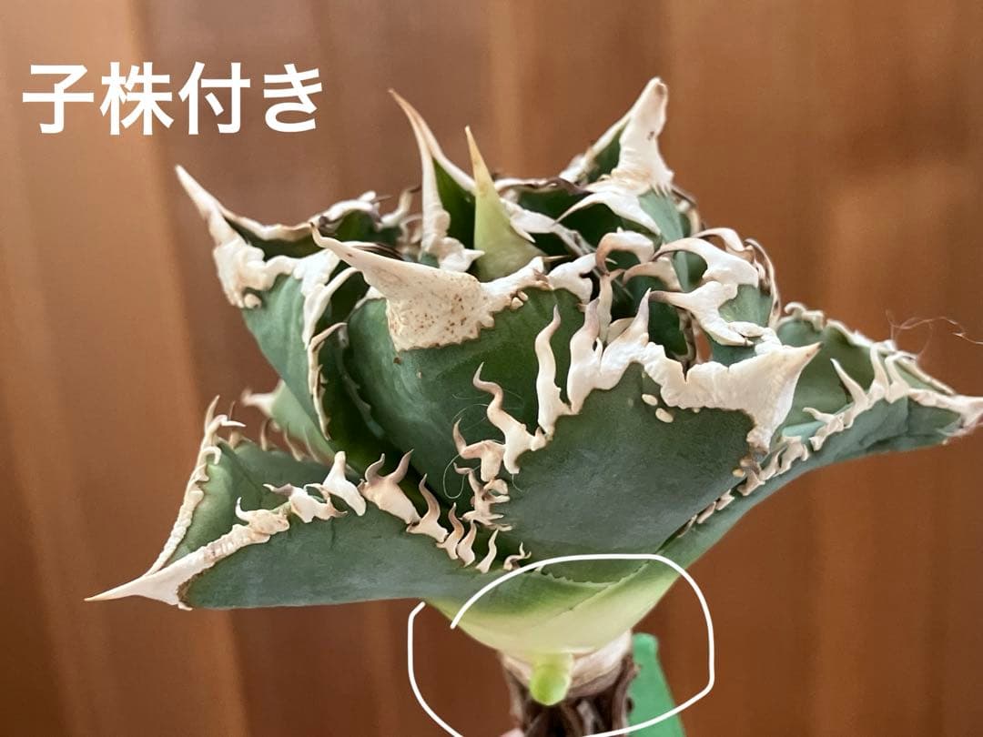 【初売りセット⑧】92 選抜2株　アガベ　白豪刺　狼人　白棘対決　TC【速達】