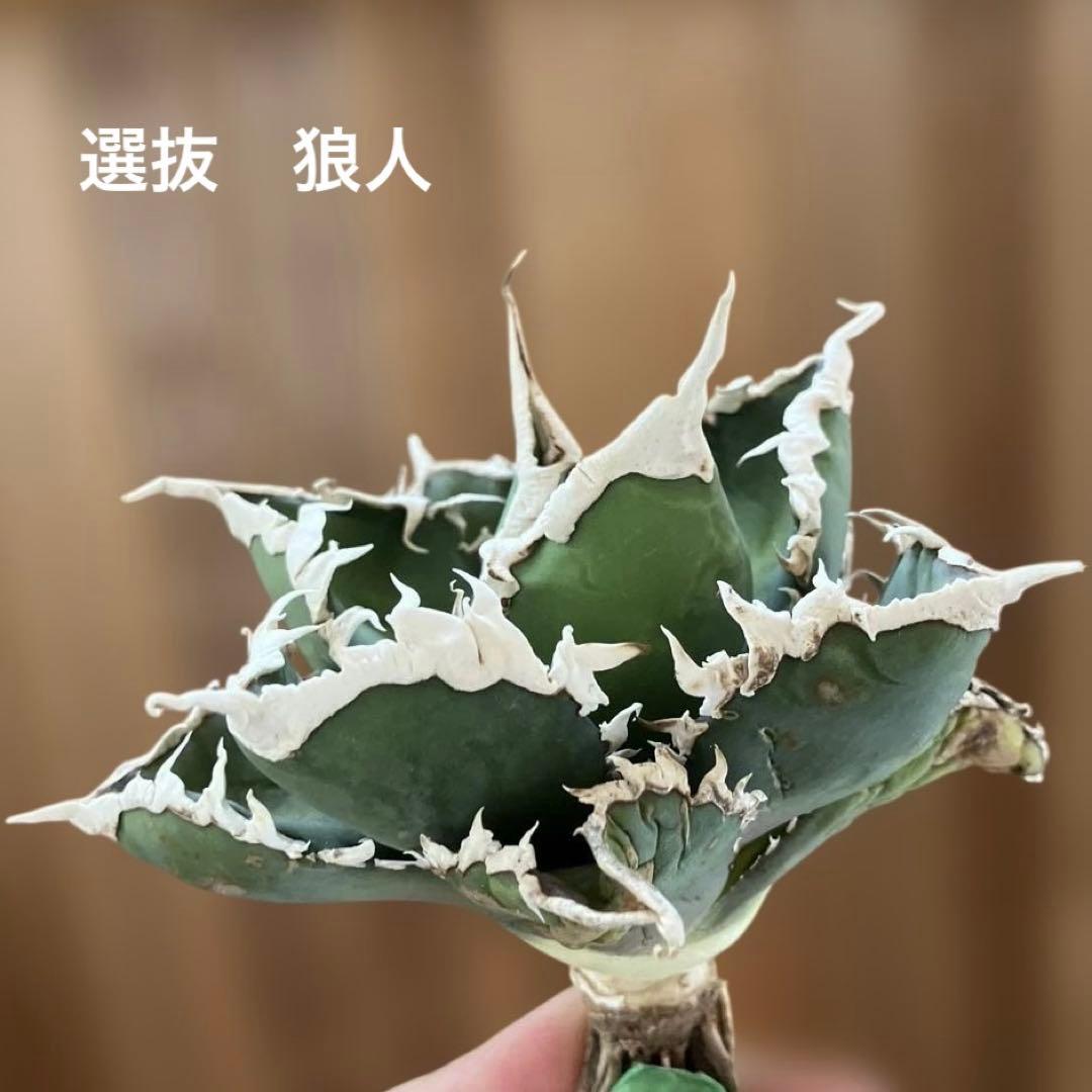 【初売りセット⑧】92 選抜2株　アガベ　白豪刺　狼人　白棘対決　TC【速達】