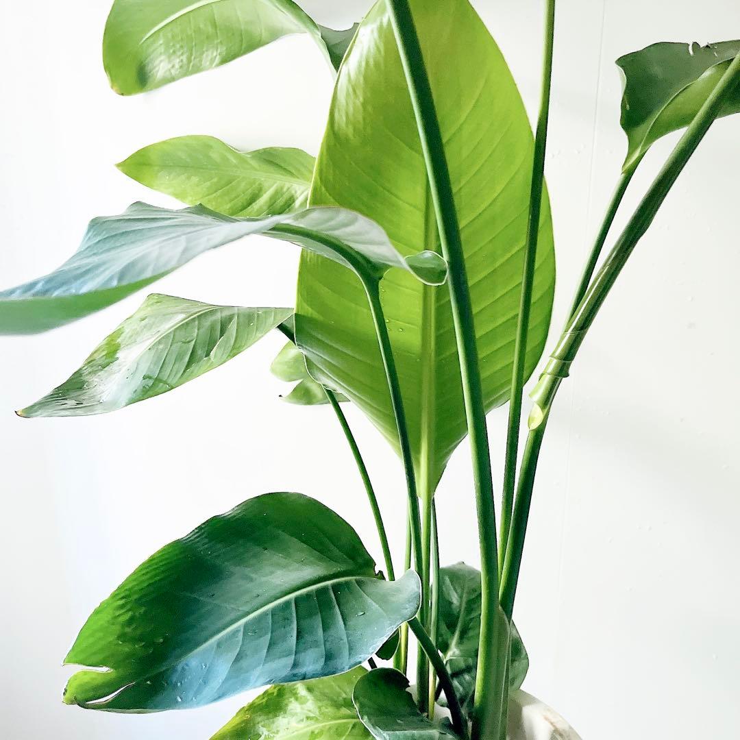 《特別価格》特大ストレリチアオーガスタ 3株植え✨ 8号鉢 高さ 約100cm