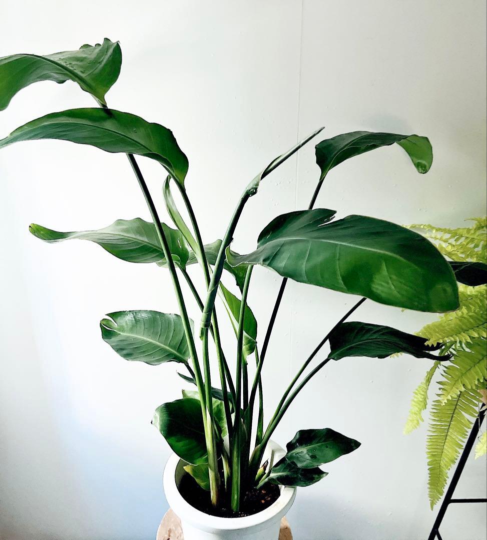 《特別価格》特大ストレリチアオーガスタ 3株植え✨ 8号鉢 高さ 約100cm