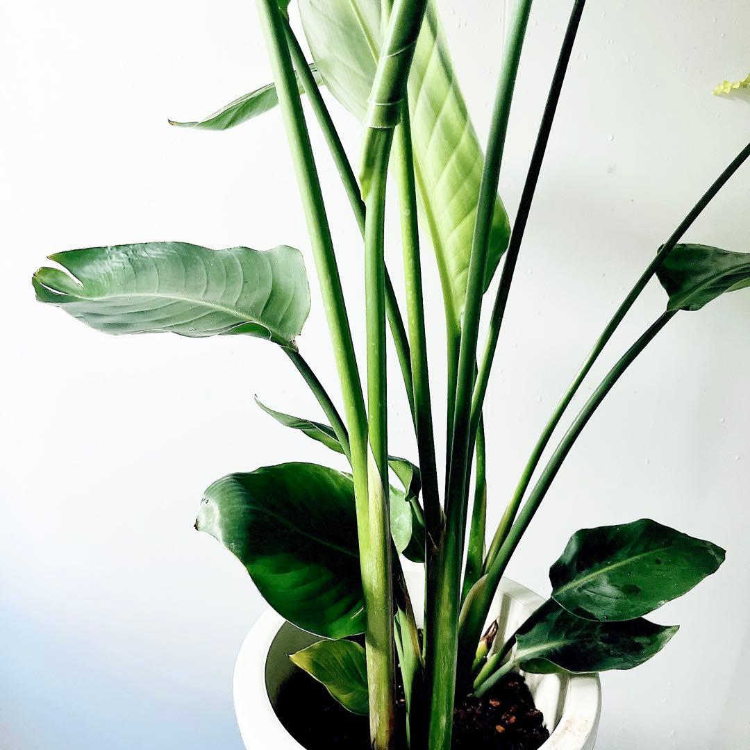 《特別価格》特大ストレリチアオーガスタ 3株植え✨ 8号鉢 高さ 約100cm