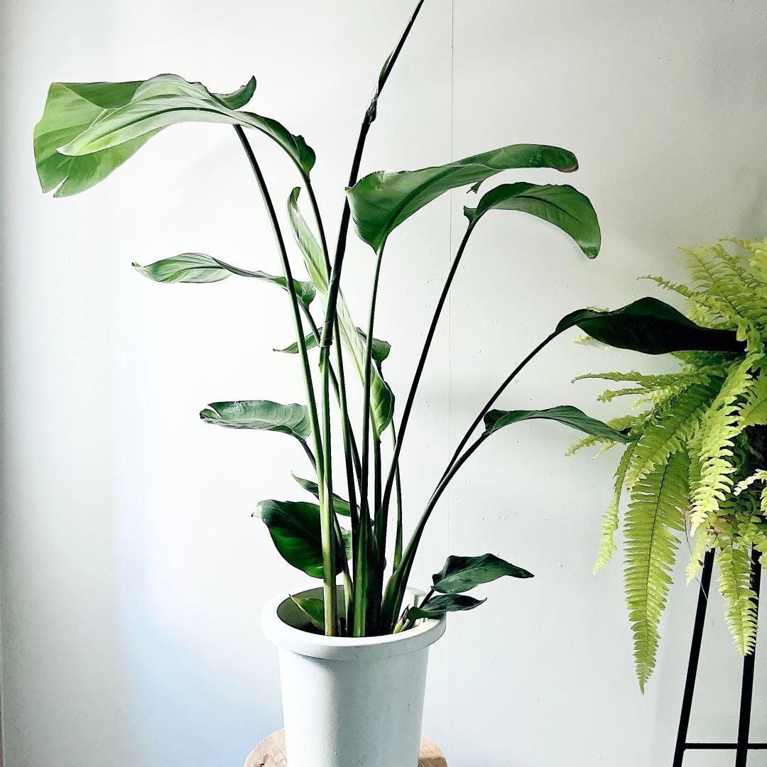 《特別価格》特大ストレリチアオーガスタ 3株植え✨ 8号鉢 高さ 約100cm