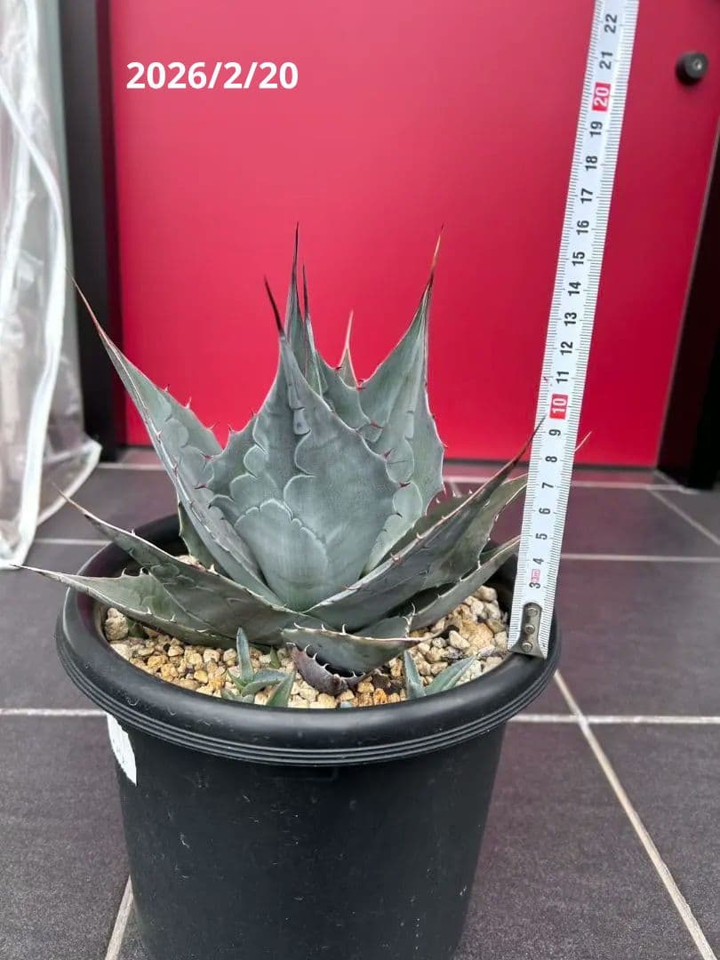 アガベ パラサナグローブ 子株複数付き