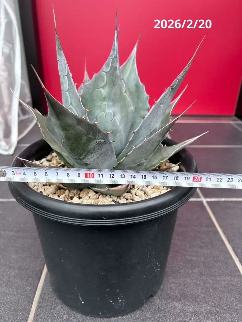 アガベ パラサナグローブ 子株複数付き