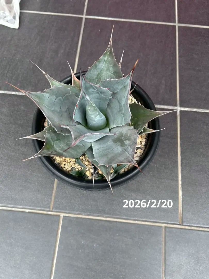 アガベ パラサナグローブ 子株複数付き