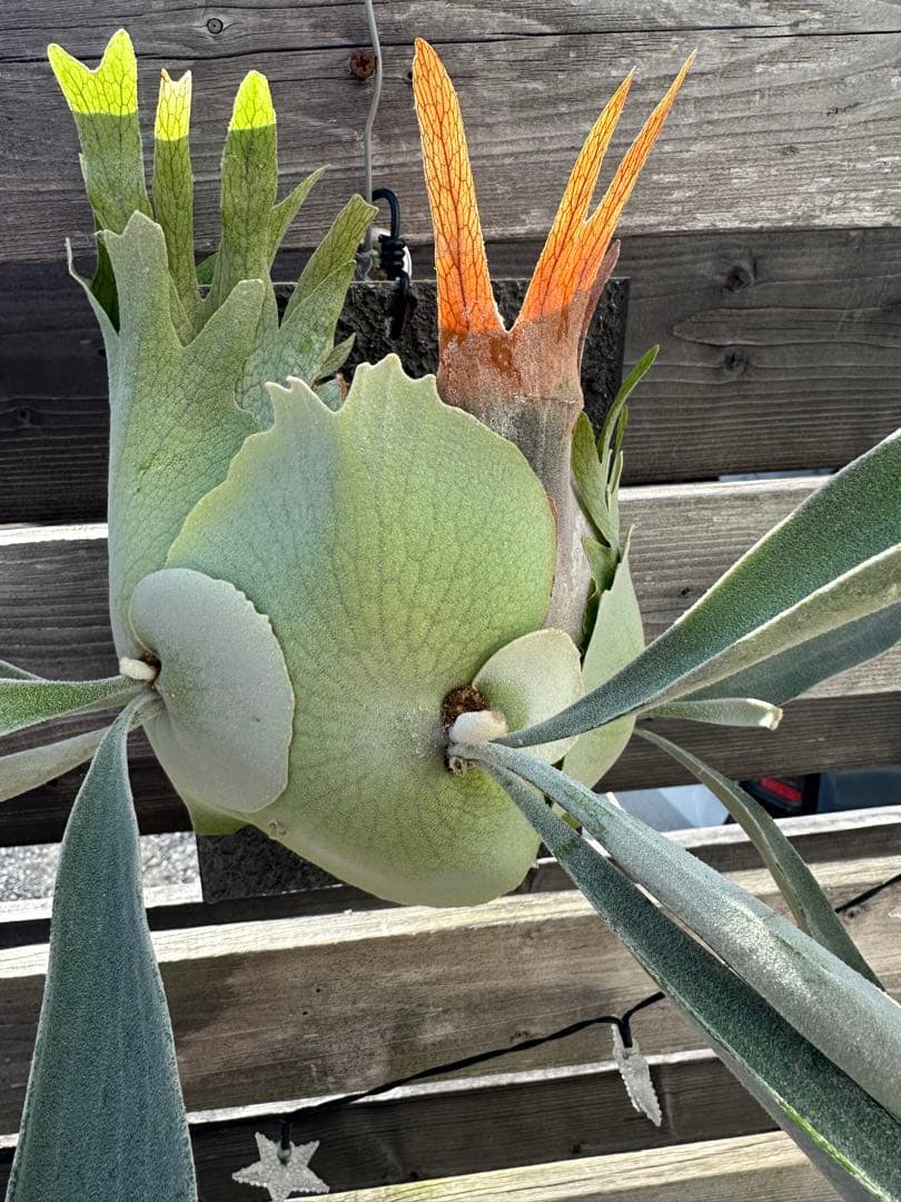 P.veitchii cv. Pumilum OC 親株 - メルカリ