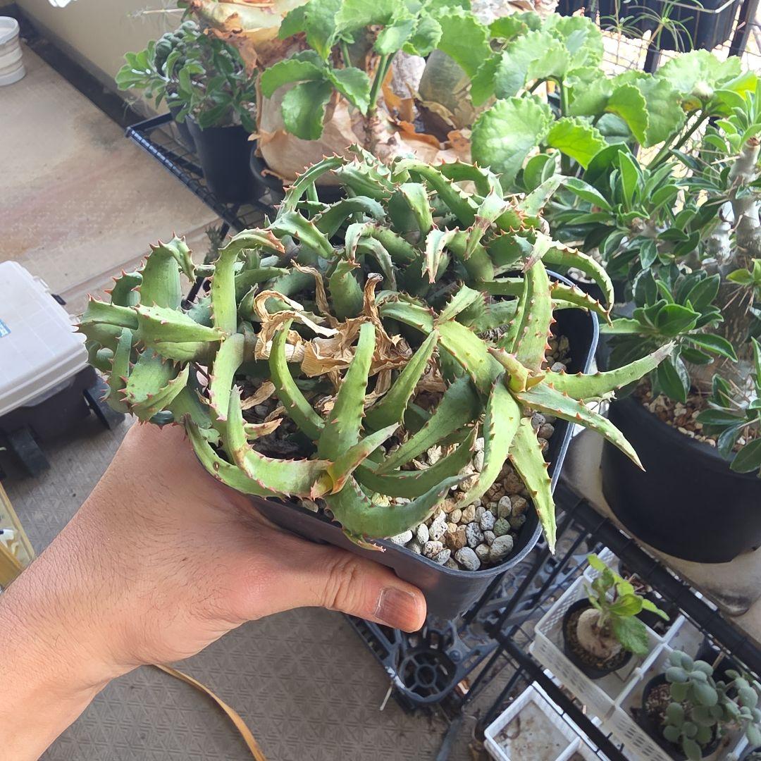 カスティロニアエ　アロエ